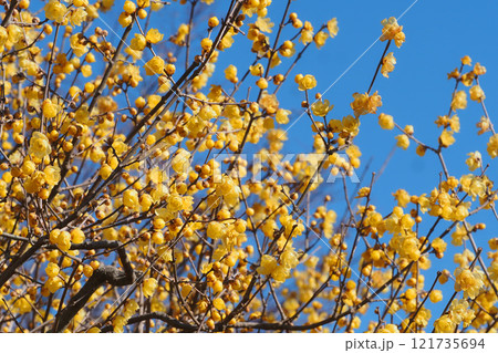 ロウバイの花(満開) ロウバイの花(満開) 121735694
