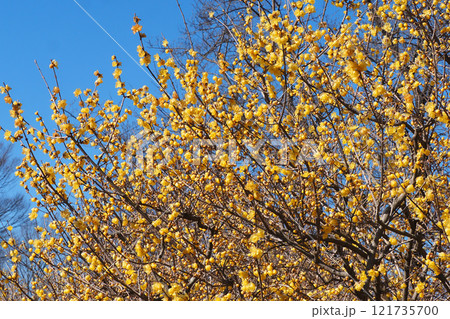 ロウバイの花(満開) ロウバイの花(満開) 121735700