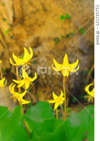 可憐な黄花カタクリ 121735751