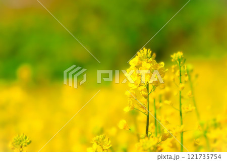 爽やかな菜の花 爽やかな菜の花 121735754