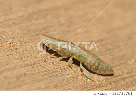 コミミズクの幼虫 121735761