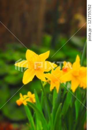 鮮やかなオレンジ色のラッパ水仙 121735762