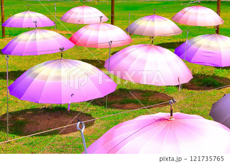 芝生広場に一面に展開しているアンブレラ 121735765