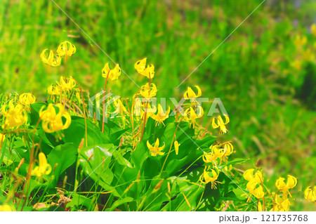 群生する可憐な黄花カタクリ 121735768