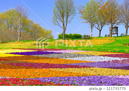 爽やかな青空と鮮やかな花のカーペット 121735770