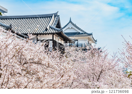 広島 桜満開の福山城 121736098