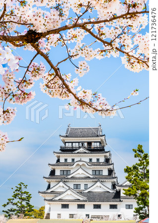 広島 桜満開の福山城　天守 121736476