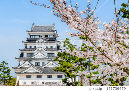 広島 桜満開の福山城 天守 広島 桜満開の福山城 天守 121736479