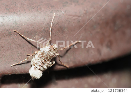 フユシャクの一種(メス・成虫) フユシャクの一種(メス・成虫) 121736544