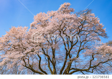 満開の桜 鉢形城の桜(氏邦桜) 埼玉県大里郡寄居町 満開の桜 鉢形城の桜(氏邦桜) 埼玉県大里郡寄居町 121736581