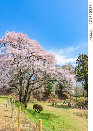 満開の桜　鉢形城の桜（氏邦桜）　埼玉県大里郡寄居町 121736582