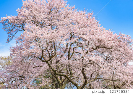 満開の桜 鉢形城の桜(氏邦桜) 埼玉県大里郡寄居町 満開の桜 鉢形城の桜(氏邦桜) 埼玉県大里郡寄居町 121736584
