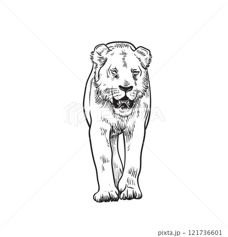 Lioness walking, hand drawn doodle sketch. 121736601
