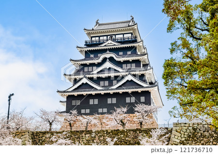 広島 桜満開の福山城 天守(北面鉄板張り) 広島 桜満開の福山城 天守(北面鉄板張り) 121736710