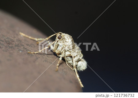 フユシャクの一種（メス・成虫） 121736732