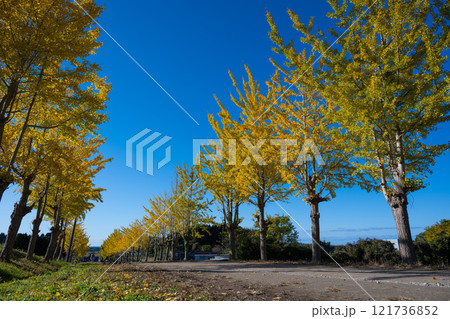 黄金色の道 黄金色の道 121736852