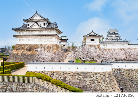 広島 桜満開の福山城　伏見櫓と天守（福山駅から） 121736856