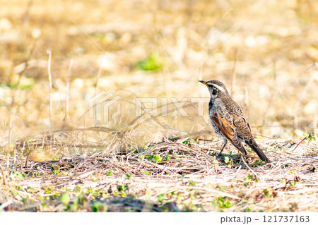 地面に降りたつぐみ 121737163
