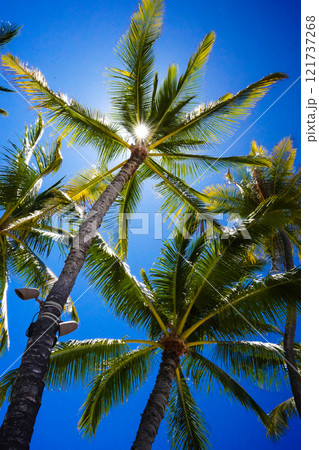 ハワイ　ワイキキビーチに立つヤシの木 121737268
