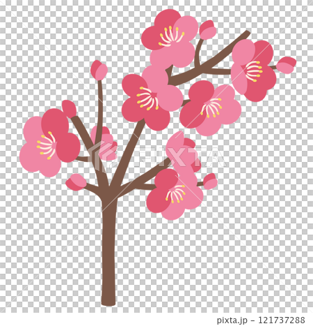 Plum vector illustration Plum vector illustration 121737288