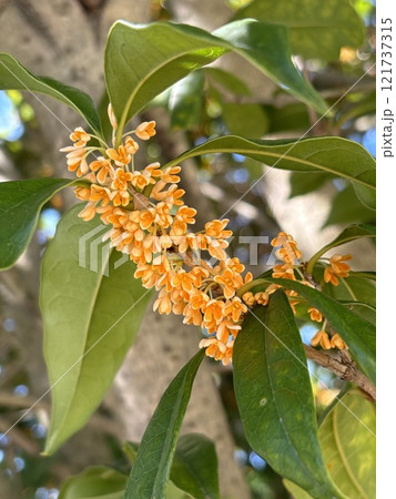 ハート型の石を持つ女性の手 121737315