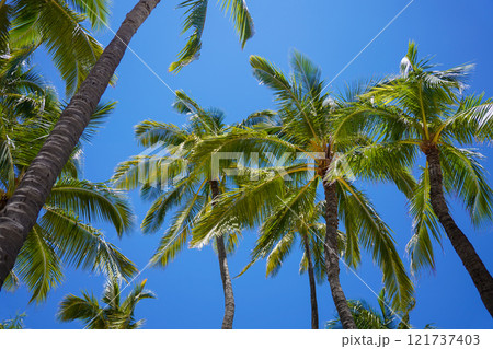 ハワイ　ワイキキビーチに立つヤシの木 121737403