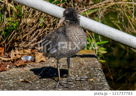 水辺のオオバン 121737783