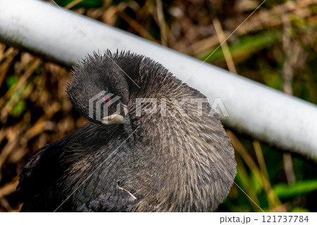 オオバンのアップ 121737784