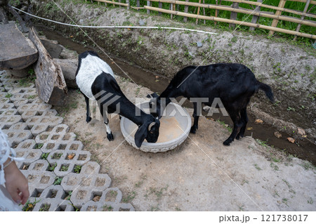 農耕 農業 動物 121738017
