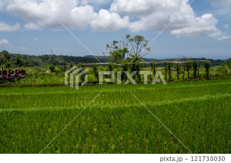 菊科 背景 バックグラウンド 121738030