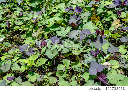 菊科 背景 バックグラウンド 121738038