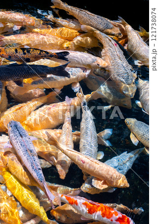 動物 動物学 水族館 121738074