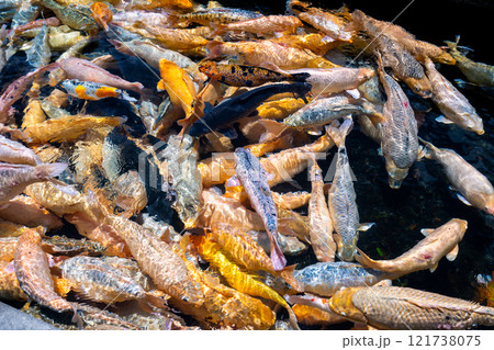動物 動物学 水族館 121738075