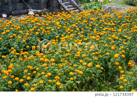 きれい 美しい 綺麗 121738397