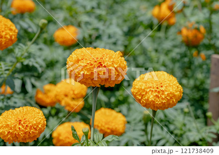 きれい 美しい 綺麗 121738409