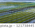伊勢志摩のあおさ海苔養殖　海苔粗朶　海苔網　02 121738445