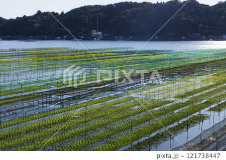 伊勢志摩のあおさ海苔養殖 海苔粗朶 海苔網 01 伊勢志摩のあおさ海苔養殖 海苔粗朶 海苔網 01 121738447