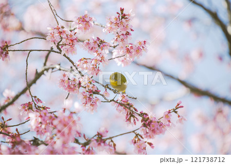 おかめ桜とメジロ おかめ桜とメジロ 121738712