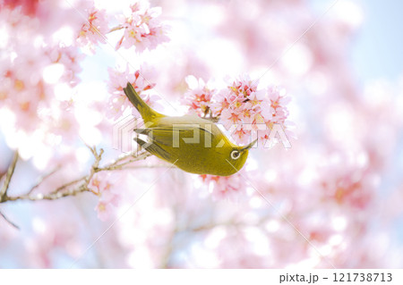 おかめ桜とメジロ 121738713