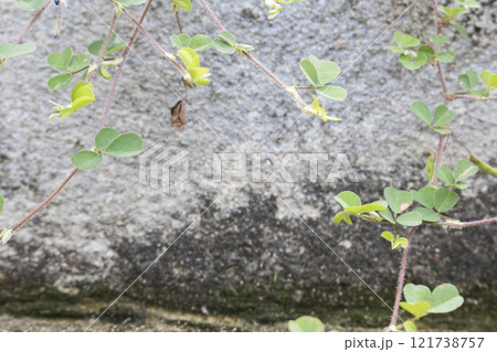 background texture nature leaf arrangement flat lay postcard style on cement walls 121738757