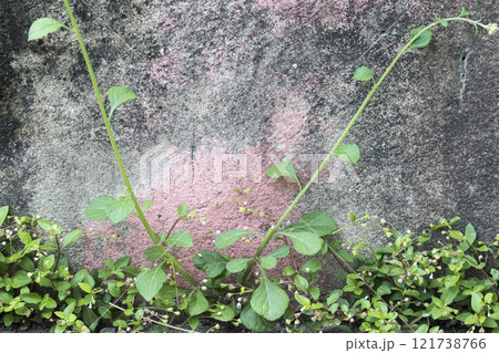 background texture nature leaf arrangement flat lay postcard style on cement walls 121738766