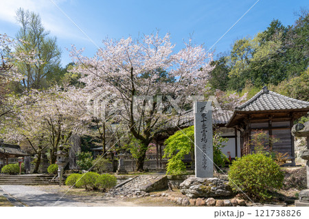 岩殿観音境内のサクラ 121738826