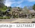 岩殿観音境内のサクラ 121738827