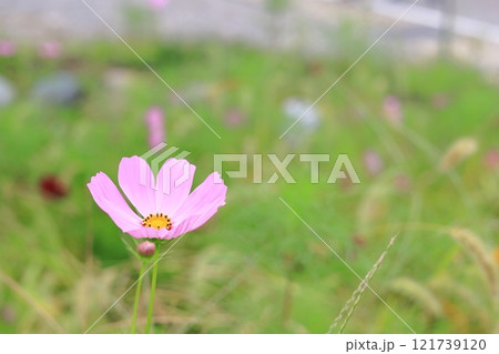 白川郷のコスモス 白川郷のコスモス 121739120