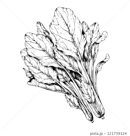 ほうれん草のペン画モノクロイラストのイラスト素材 [121739124