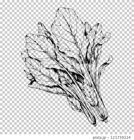鋼筆畫菠菜的單色插圖 121739124