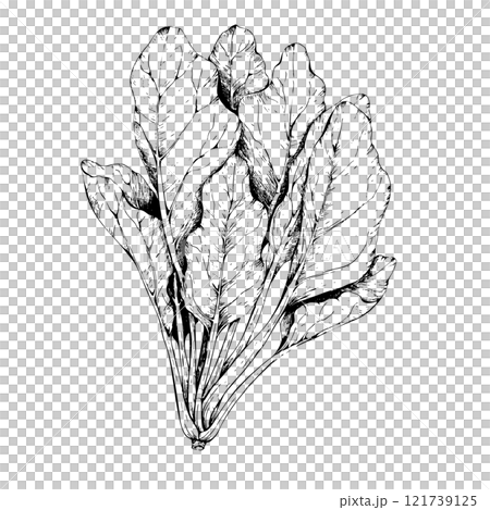 鋼筆畫菠菜的單色插圖 121739125