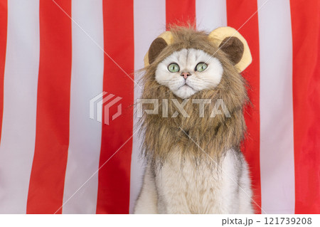 Cat wearing a lion mane against striped background 121739208