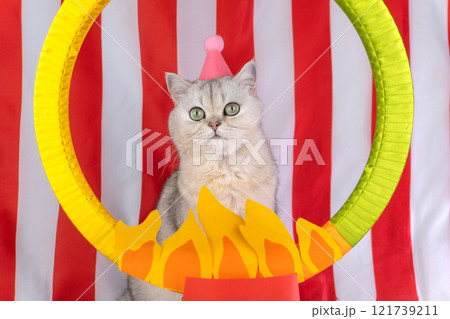 Cat with circus hat behind fiery hoop against red and white backdrop Cat with circus hat behind fiery hoop against red and white backdrop 121739211