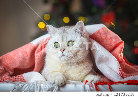Cute silver cat under red and white blanket with festive background lights 121739219